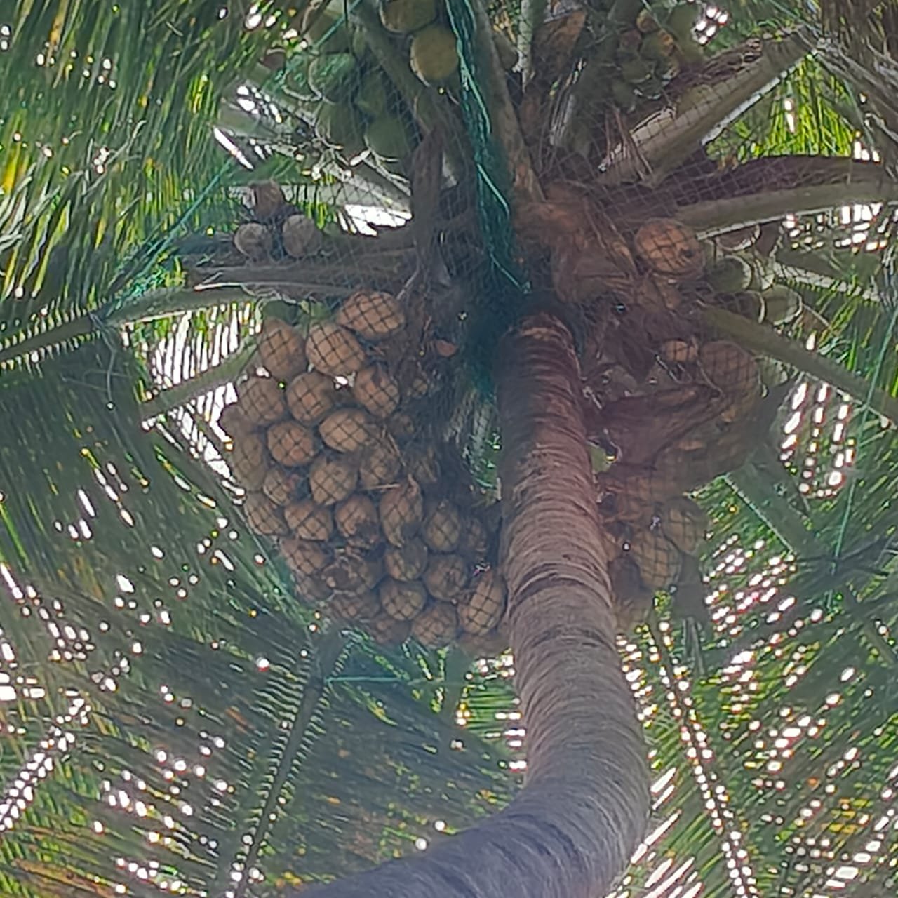 Coconut tree safety net work 1