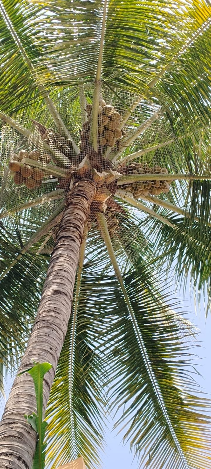 Coconut tree safety net work 2
