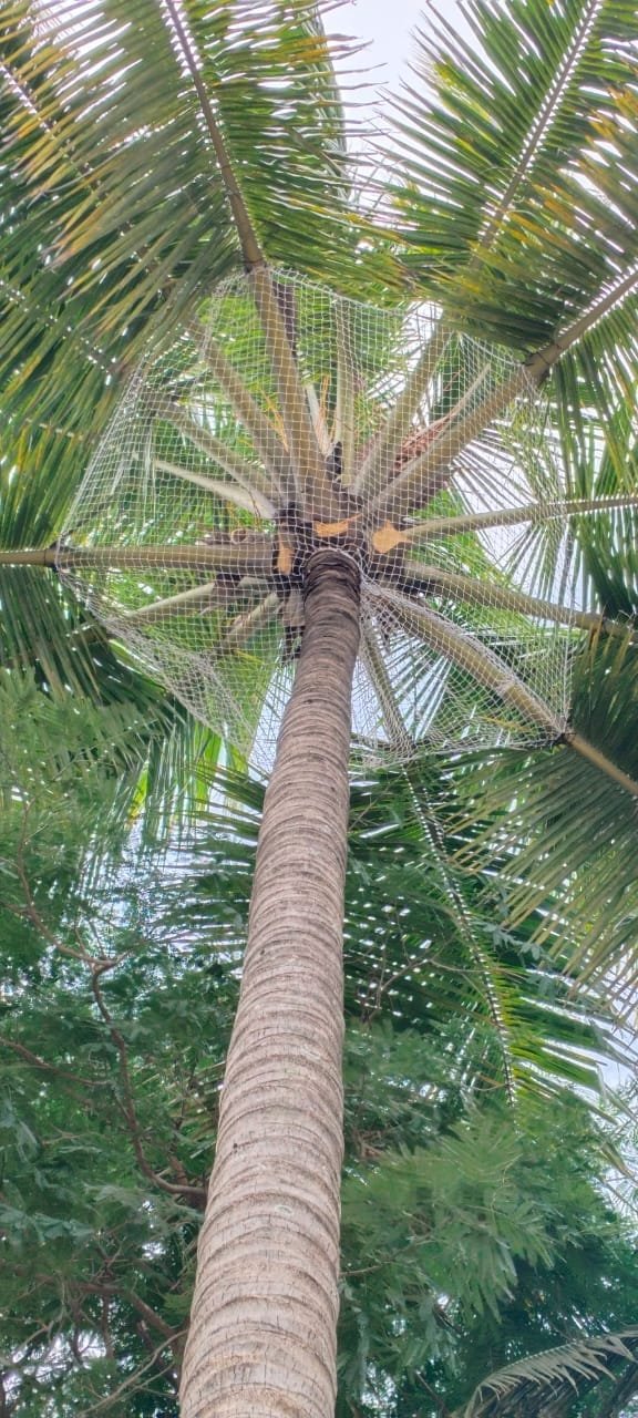 Coconut tree best work Installation