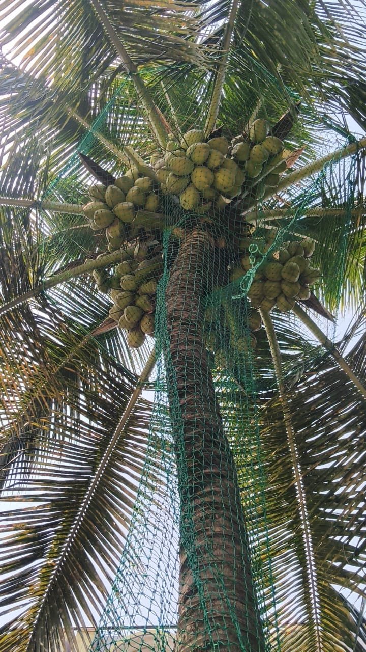 Coconut tree all services