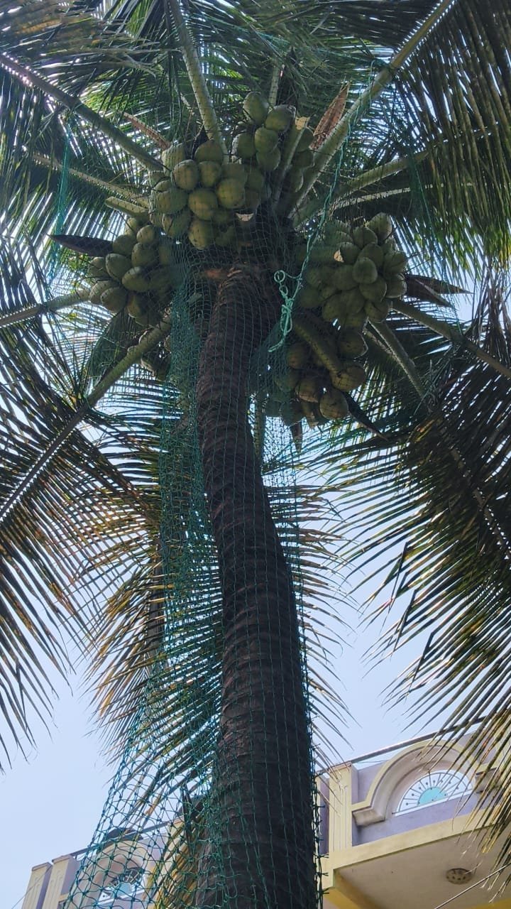 Coconut safety net work 9