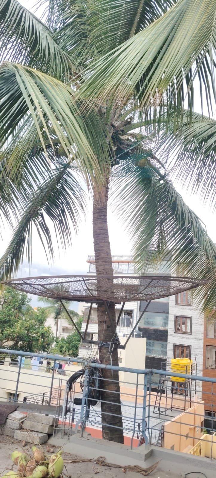 Coconut safety net work 11