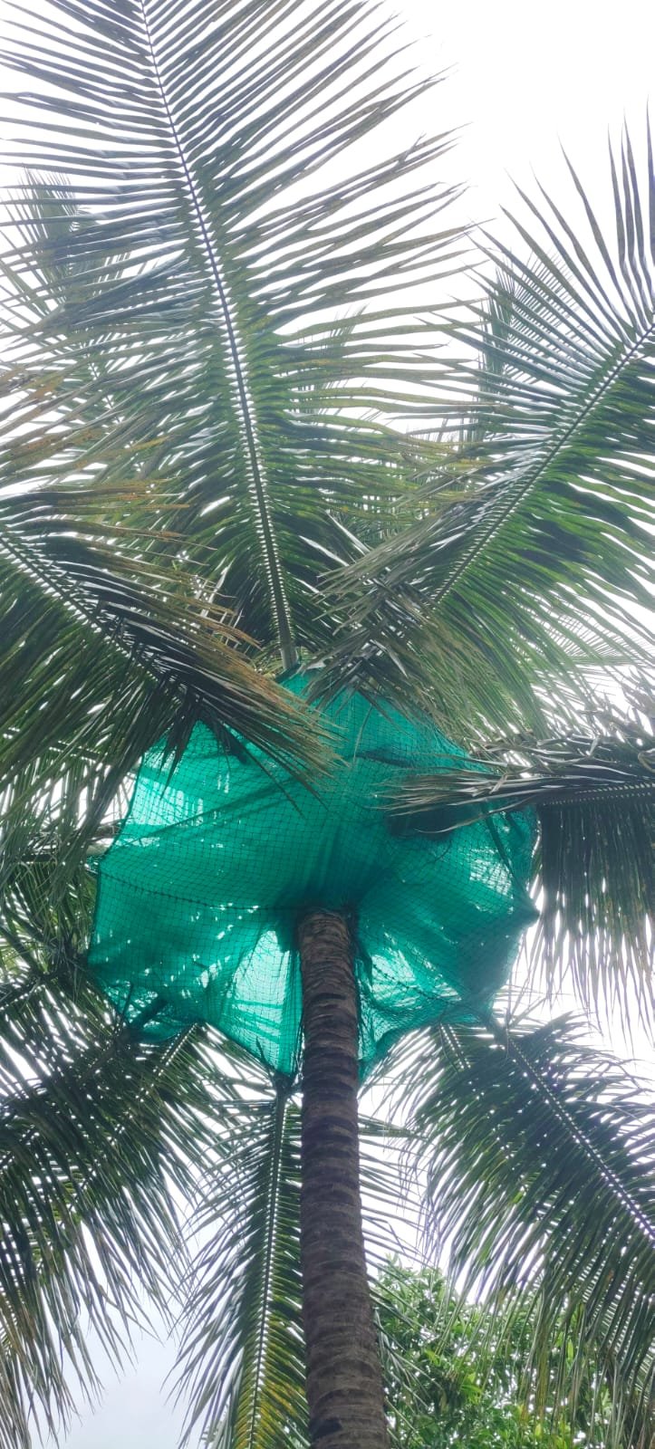 Coconut safety net work 12