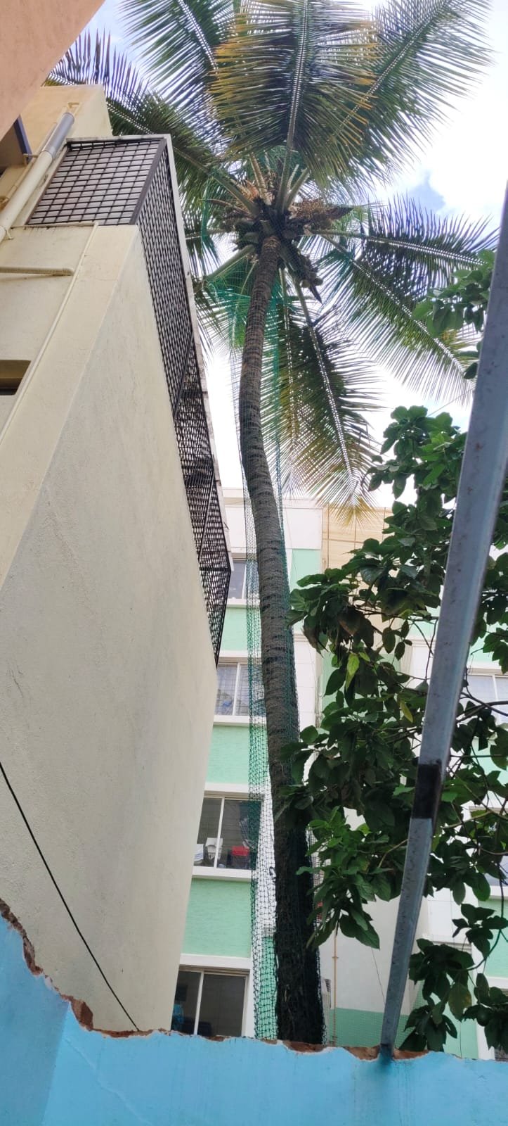 Coconut safety net work 13