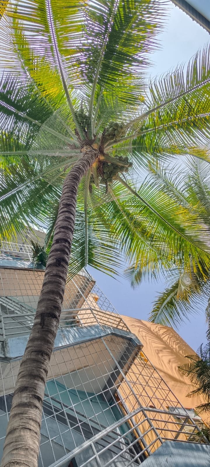Coconut safety net work 18